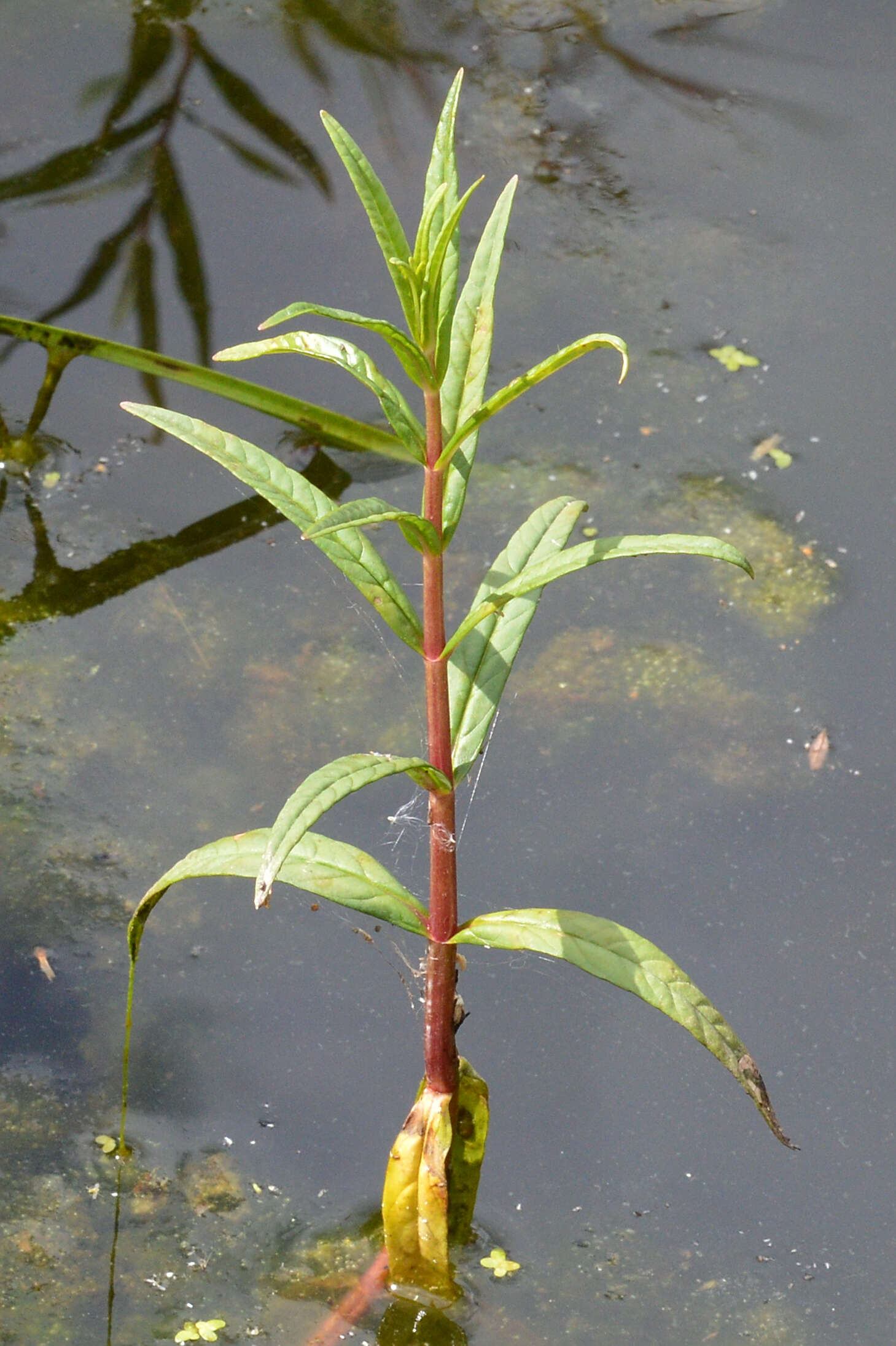 Image of Tufted Loosestrife