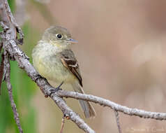 Image of Pacific-slope Flycatcher