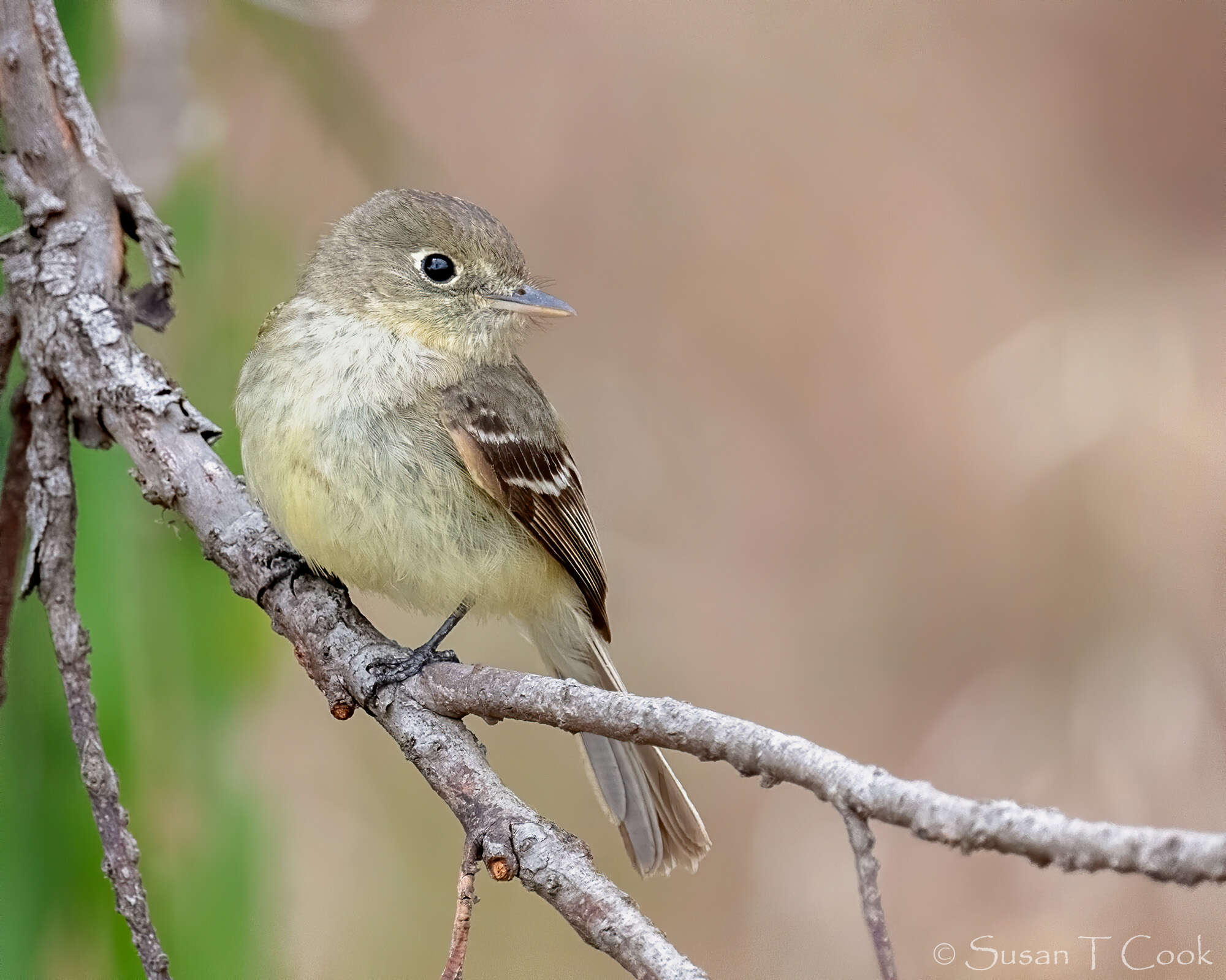 Image of Pacific-slope Flycatcher