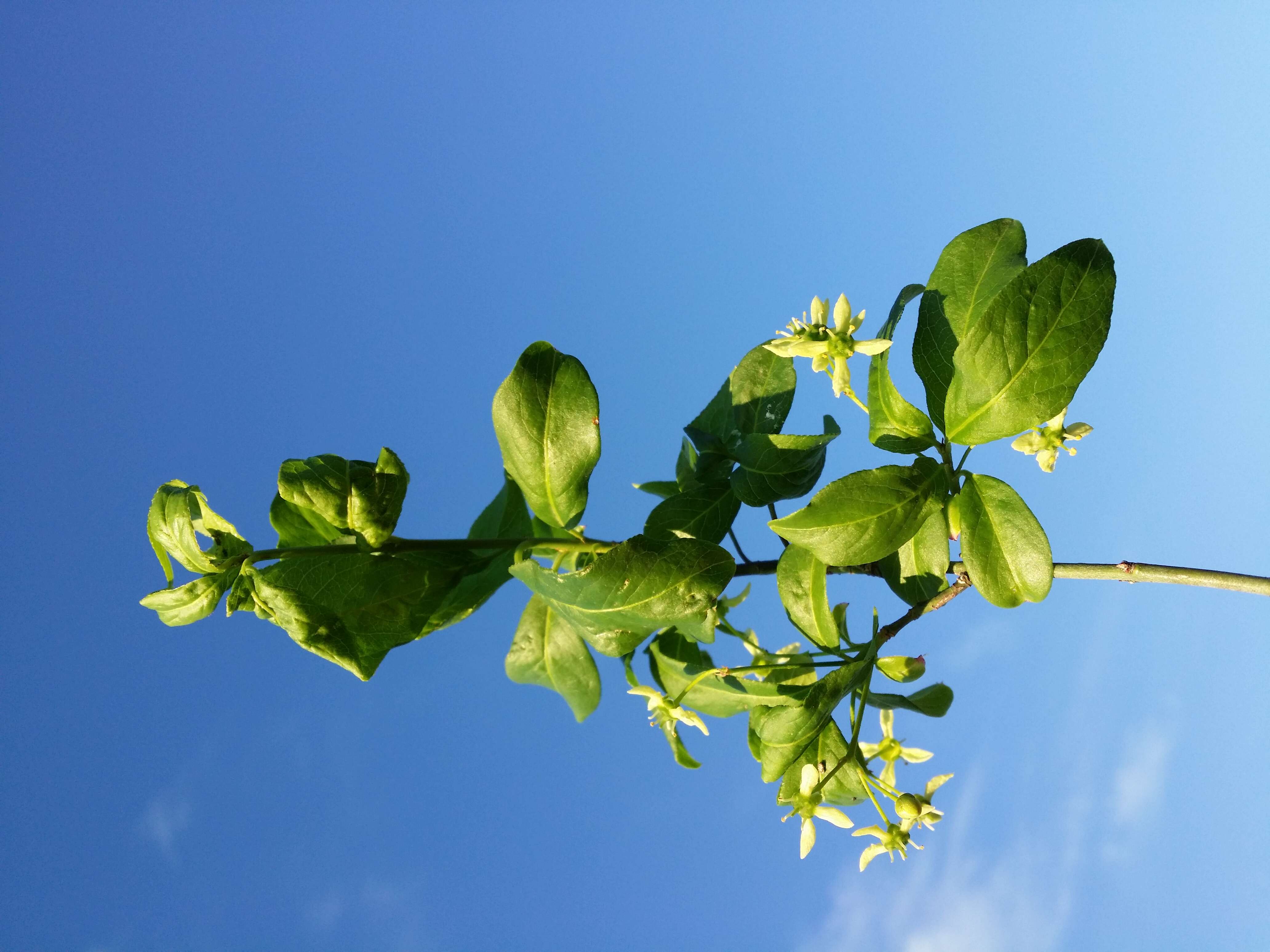 Image of Common spindle tree