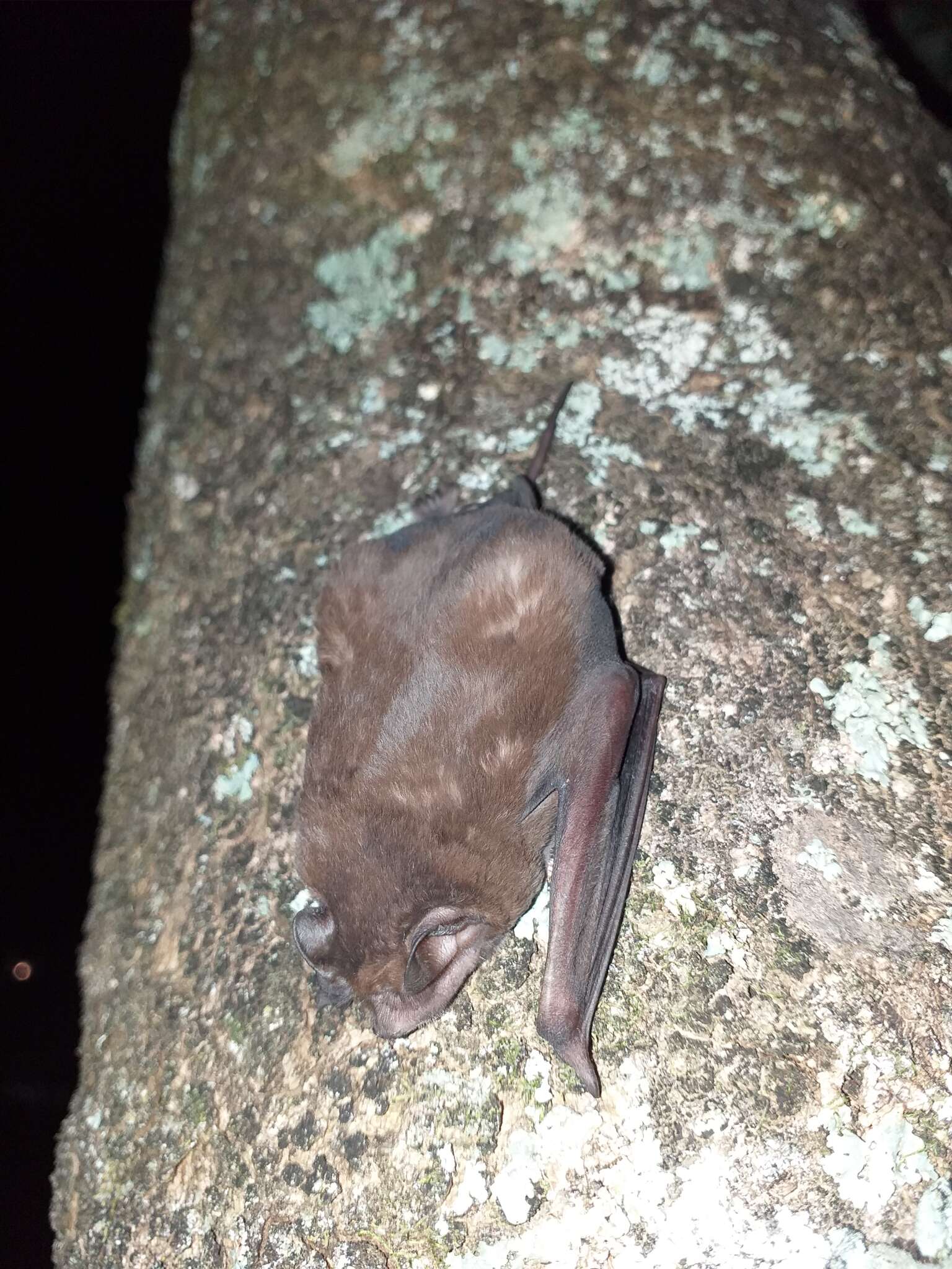 Image of Pallas's Mastiff Bat