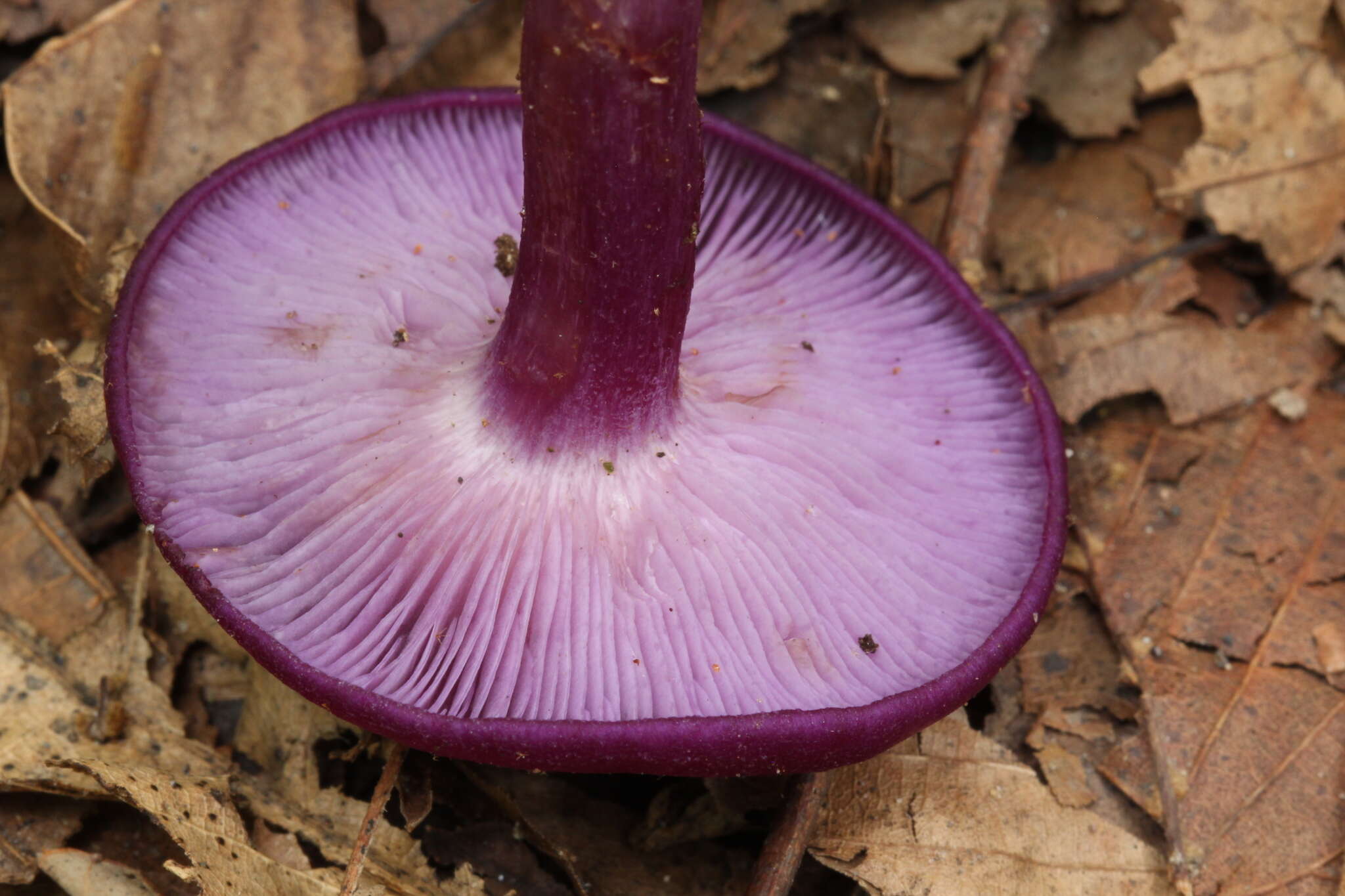 Image of Tricholosporum tropicale Guzmán, Bandala & Montoya 1994