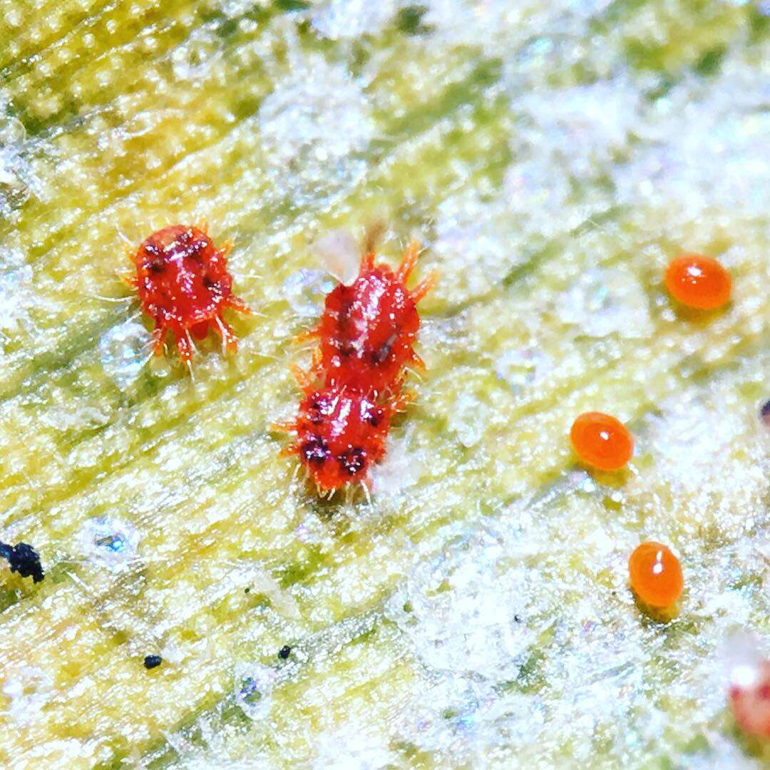 Image of Red palm mite