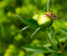 Image de Vespula maculifrons (Buysson 1905)