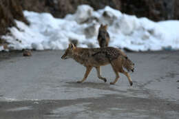 Image of Indian jackal