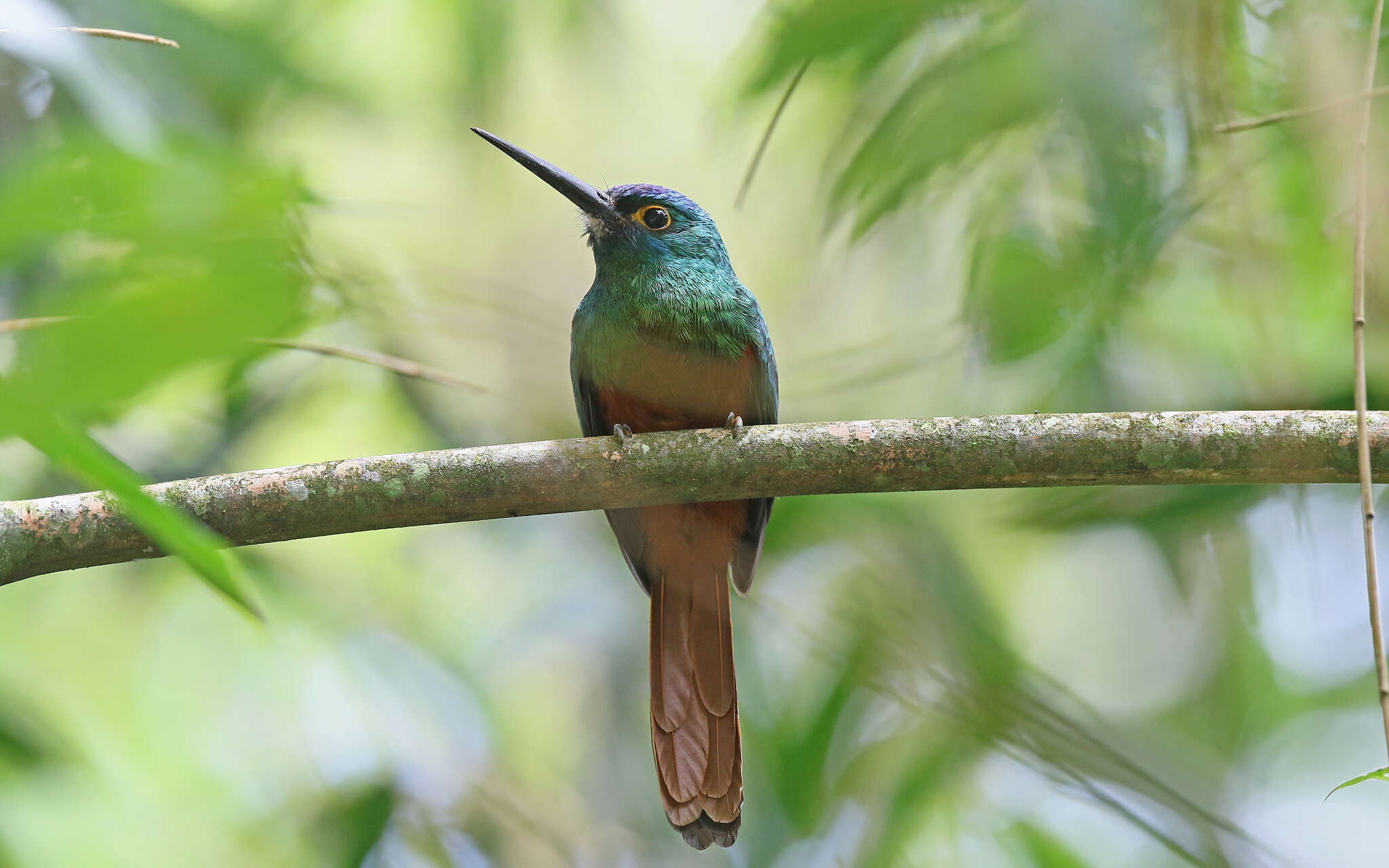 Image of Coppery-chested Jacamar