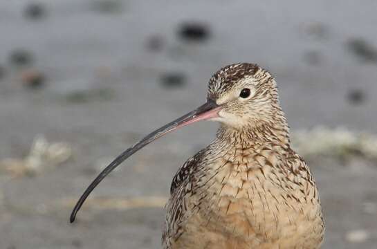 Image of Long-billed Curlew