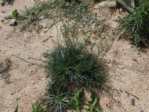 Image of field sagewort