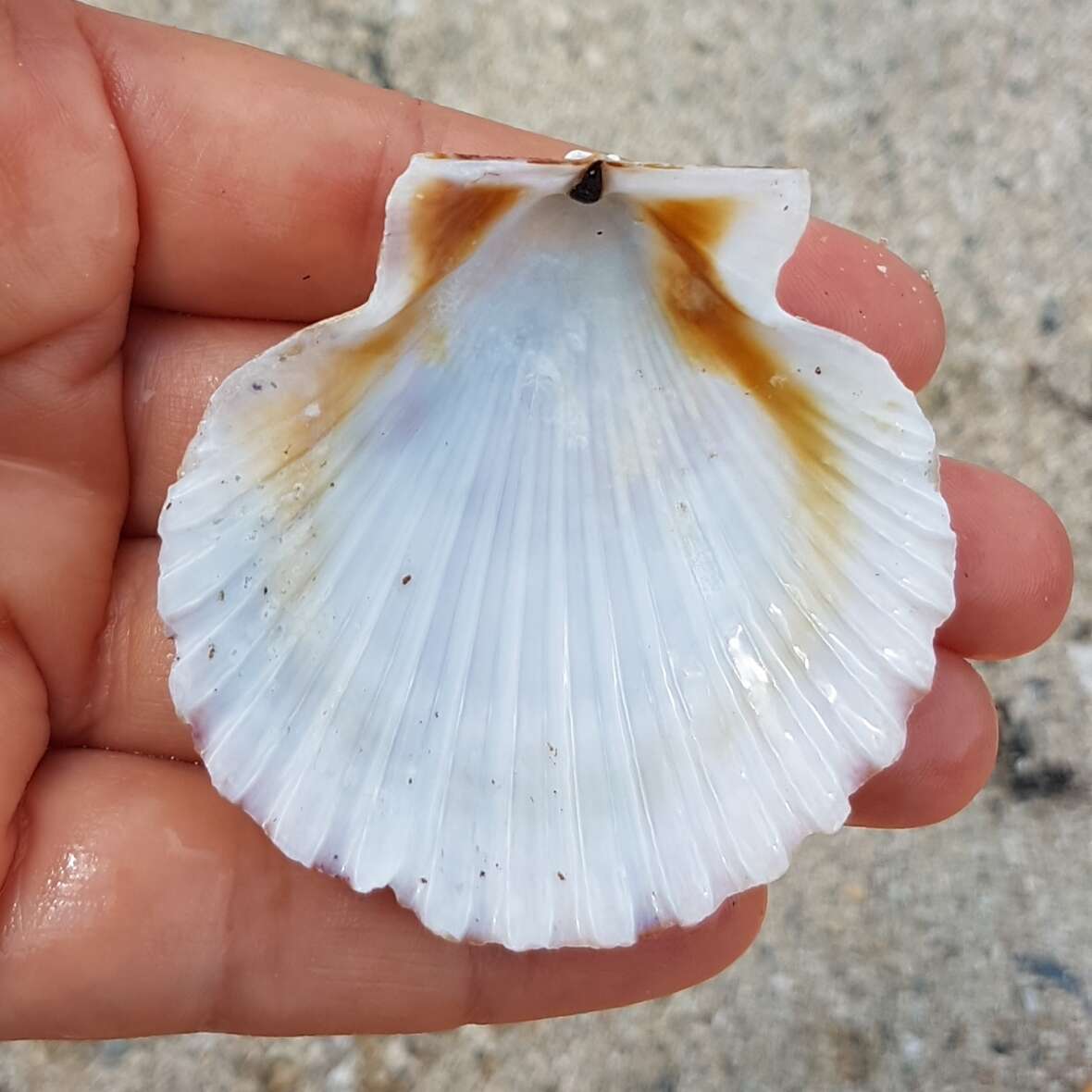 Image of queen scallop