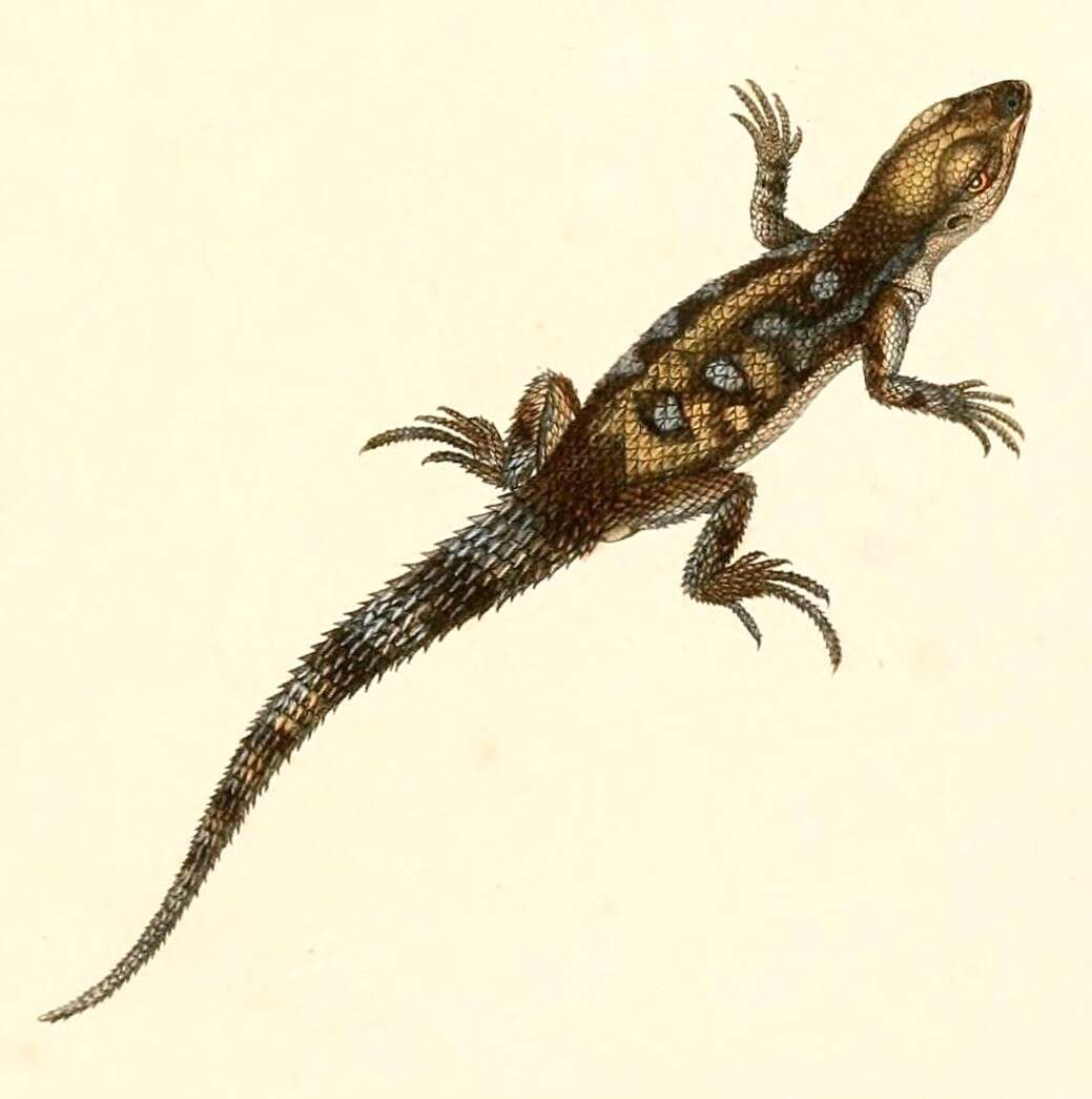 Image of Stenocercus marmoratus (Duméril & Bibron 1837)