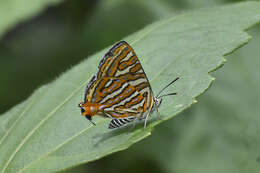 Слика од Cigaritis vulcanus