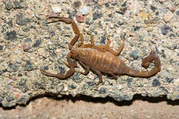 Image of Arizona Bark Scorpion