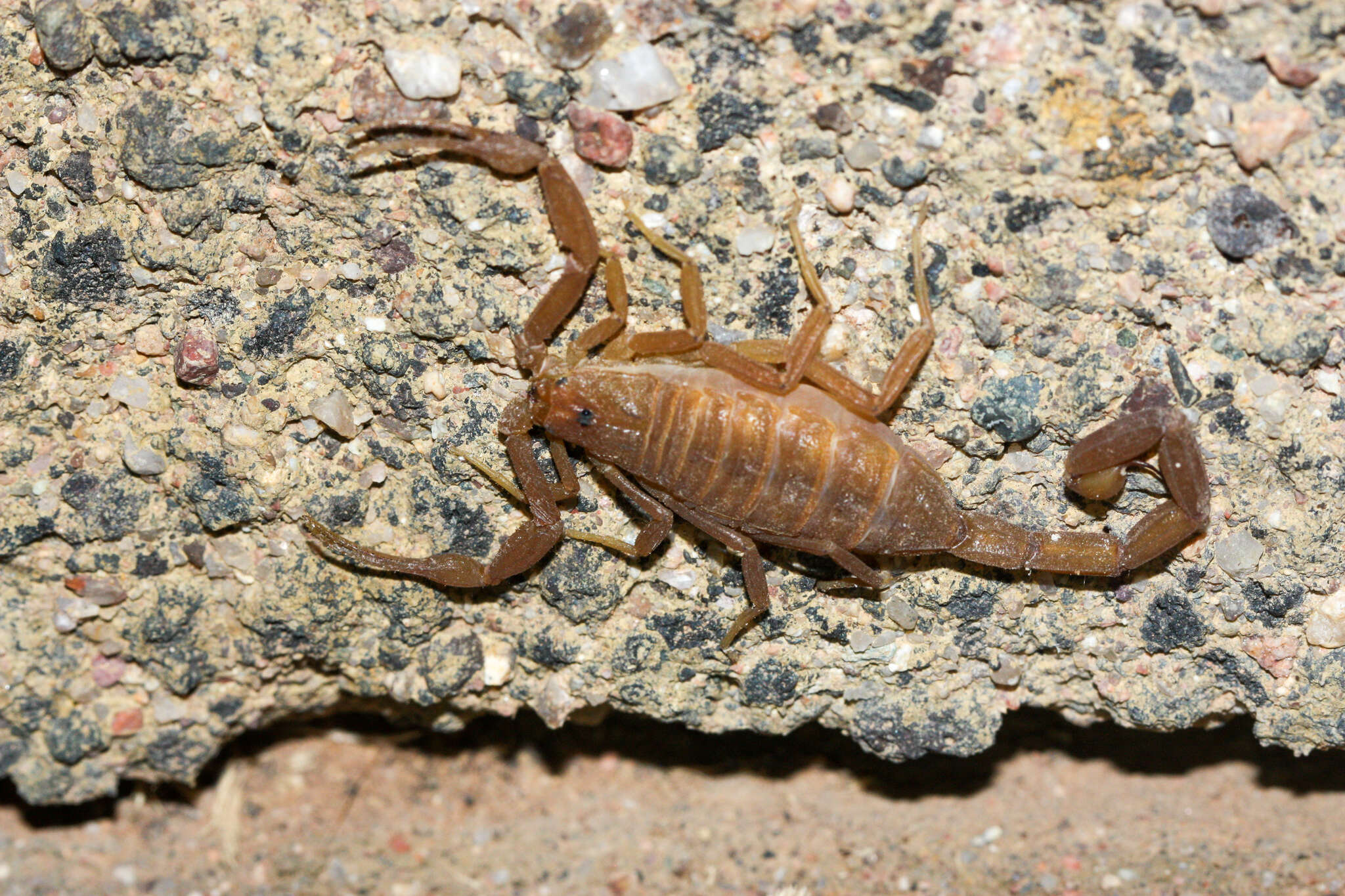 Image of Arizona Bark Scorpion