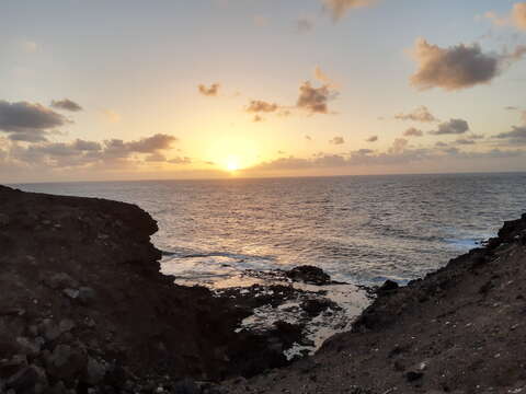 Imagem de Sardina