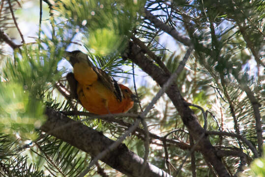 Image of Flame-colored Tanager