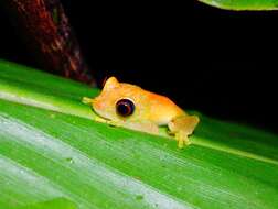 Image of Green Bright-eyed Frog