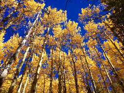 Image of quaking aspen