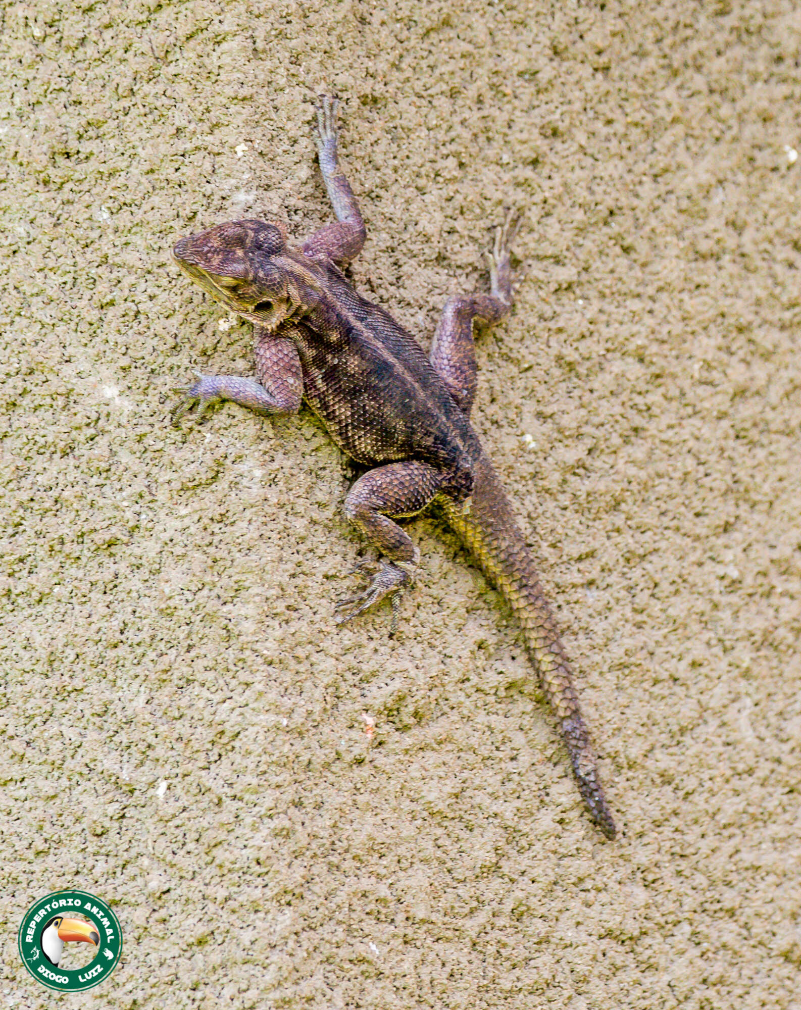 Image of Mwanza Flat-headed Rock Agama