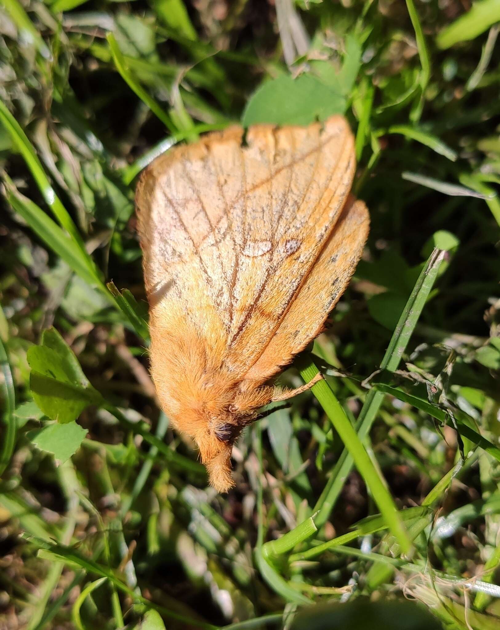 Слика од Euthrix potatoria Linnaeus 1758