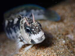 Image of Zebra Blenny