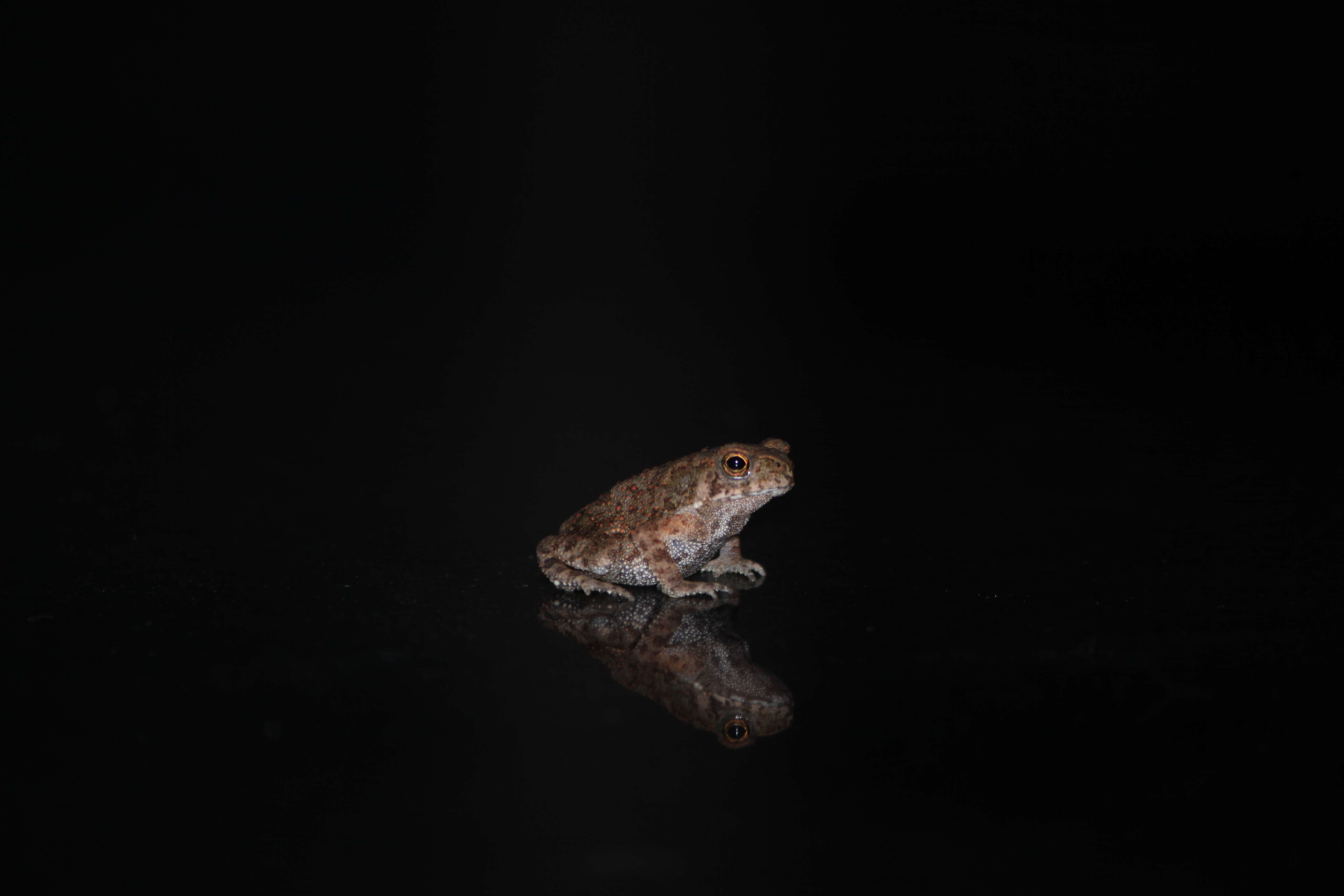 Image of Asian black-spined toad