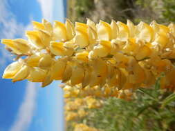 Imagem de Lupinus arbustus Lindl.