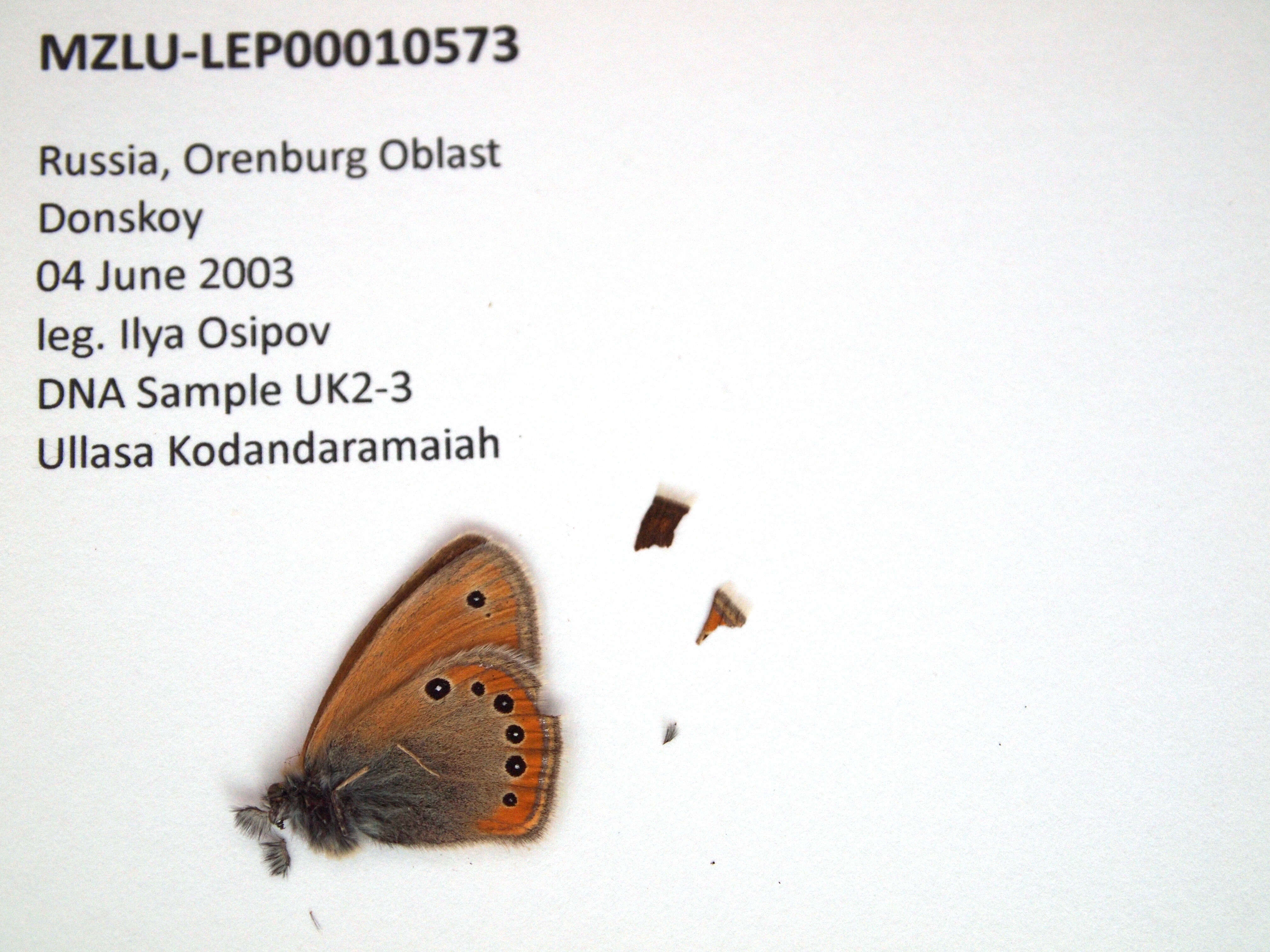 Image of Coenonympha leander Esper 1784