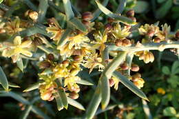 Image of Asparagus horridus L.