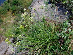 Image of Allium flavescens Besser