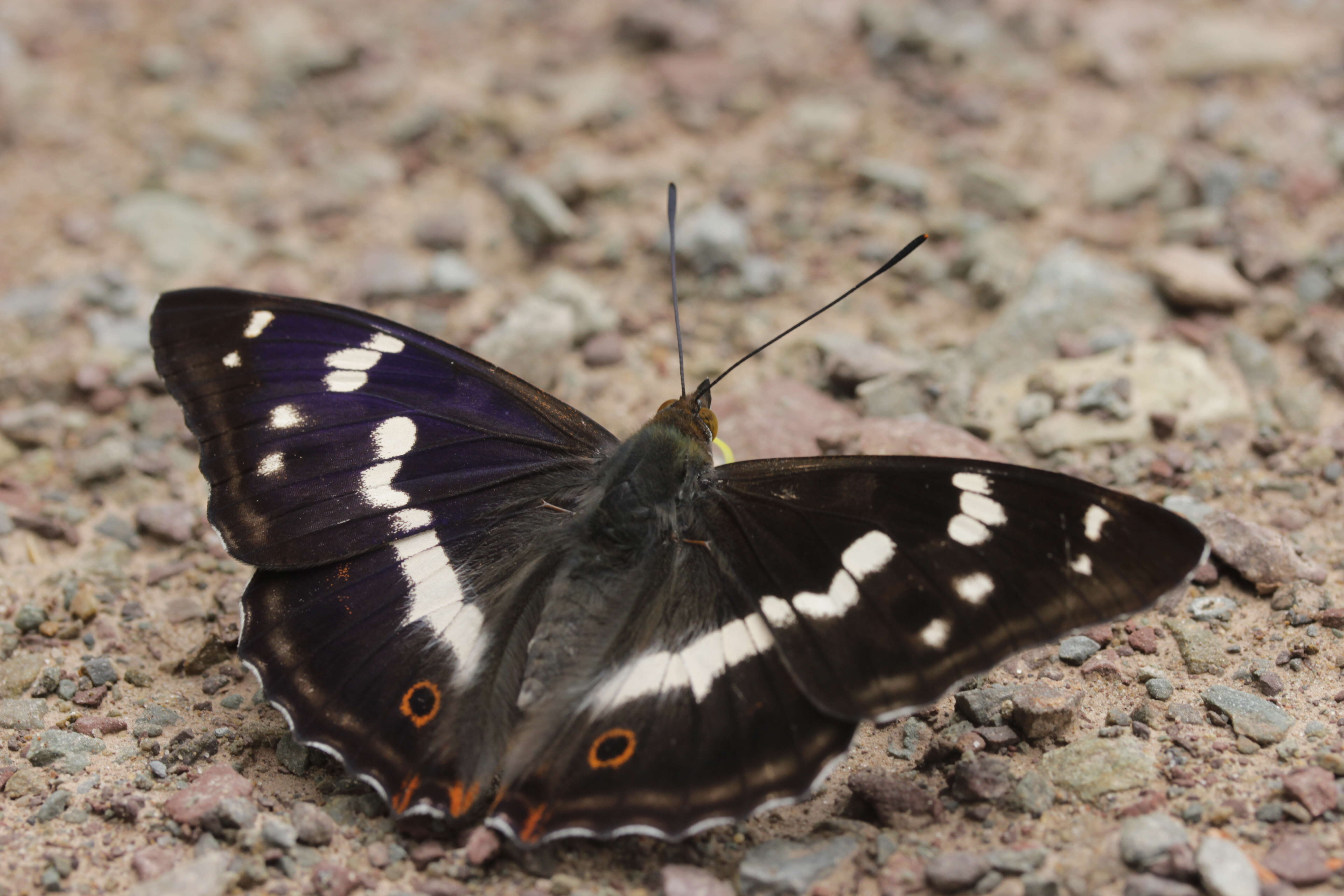 Image of purple emperor