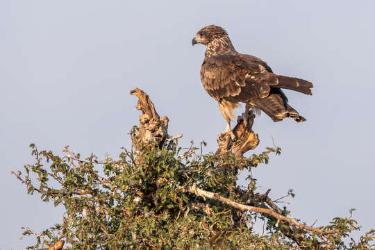 Image of Steppe Eagle