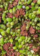 صورة Azolla filiculoides Lam.