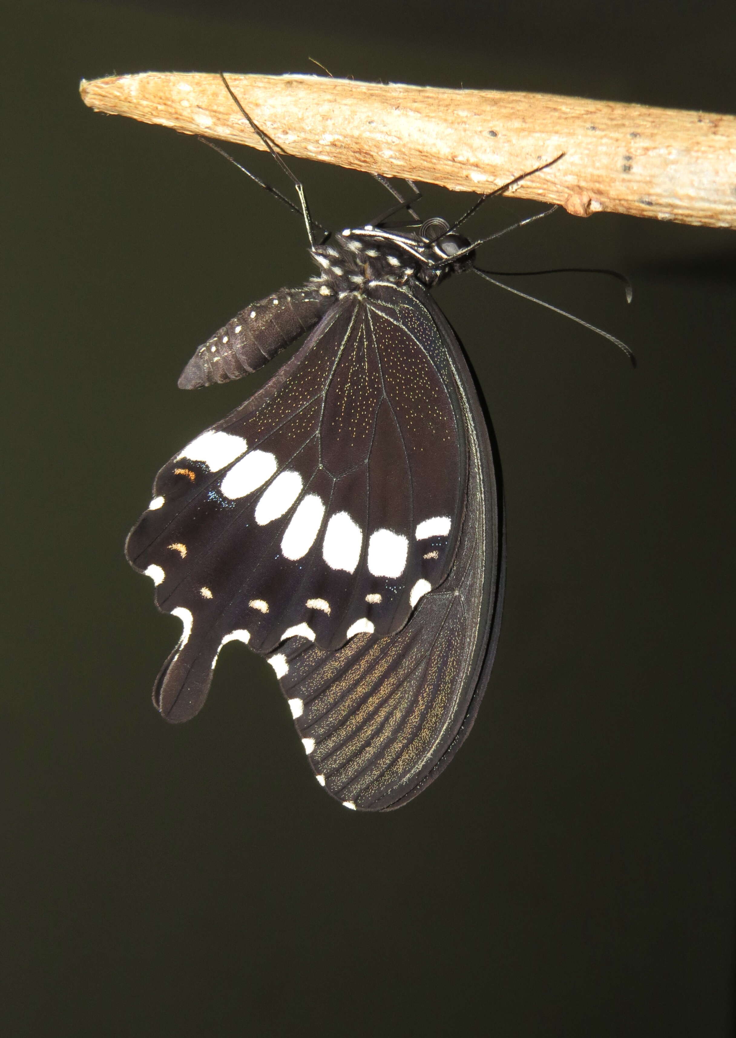 Image of Papilio polytes Linnaeus 1758