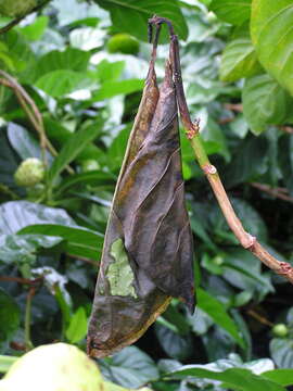 Image of Indian mulberry