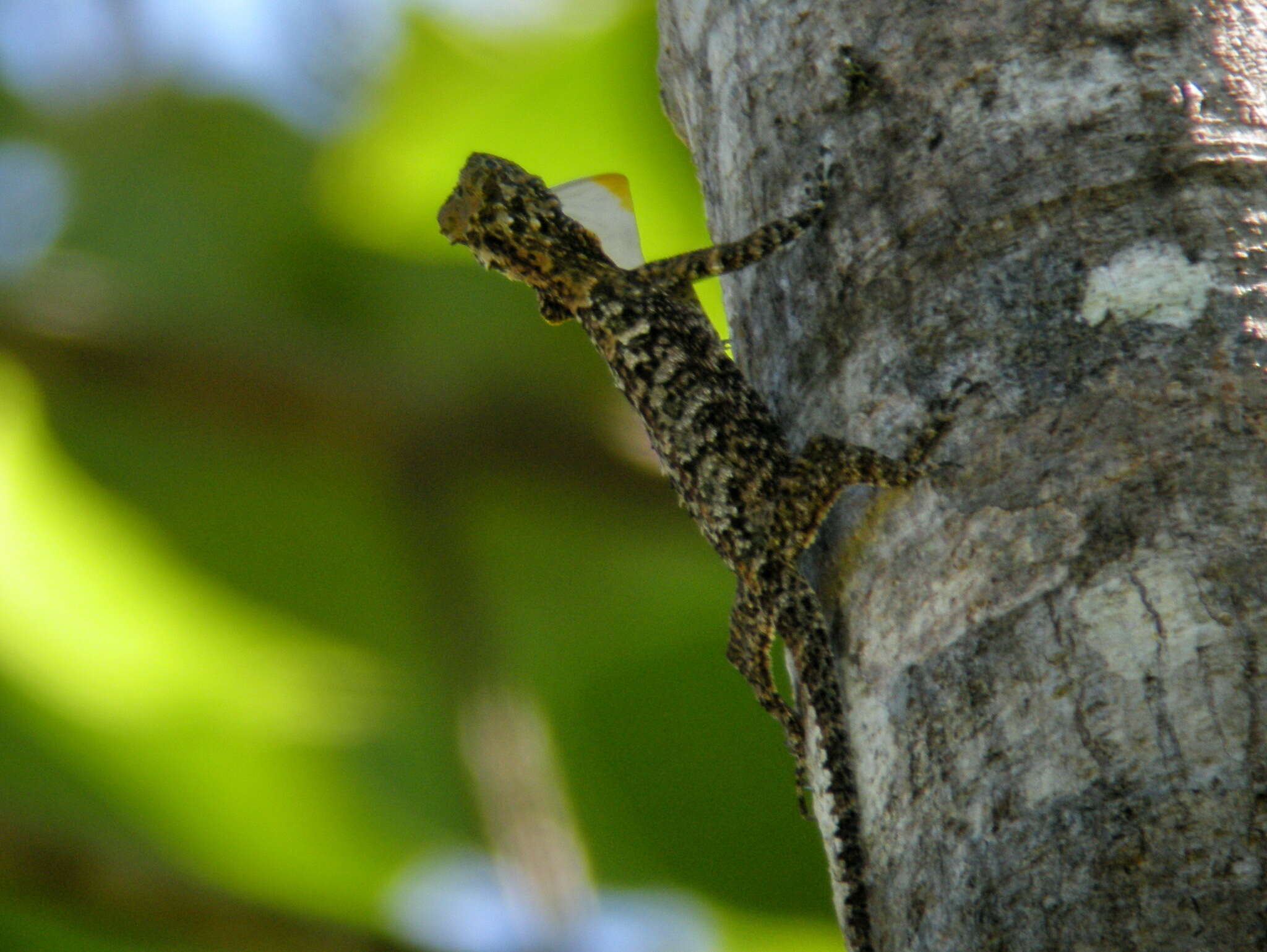 Image of Fringed Flying Dragon