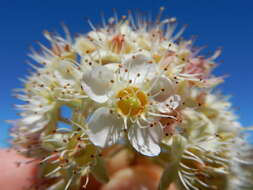 Plancia ëd Physocarpus malvaceus (Greene) Kuntze