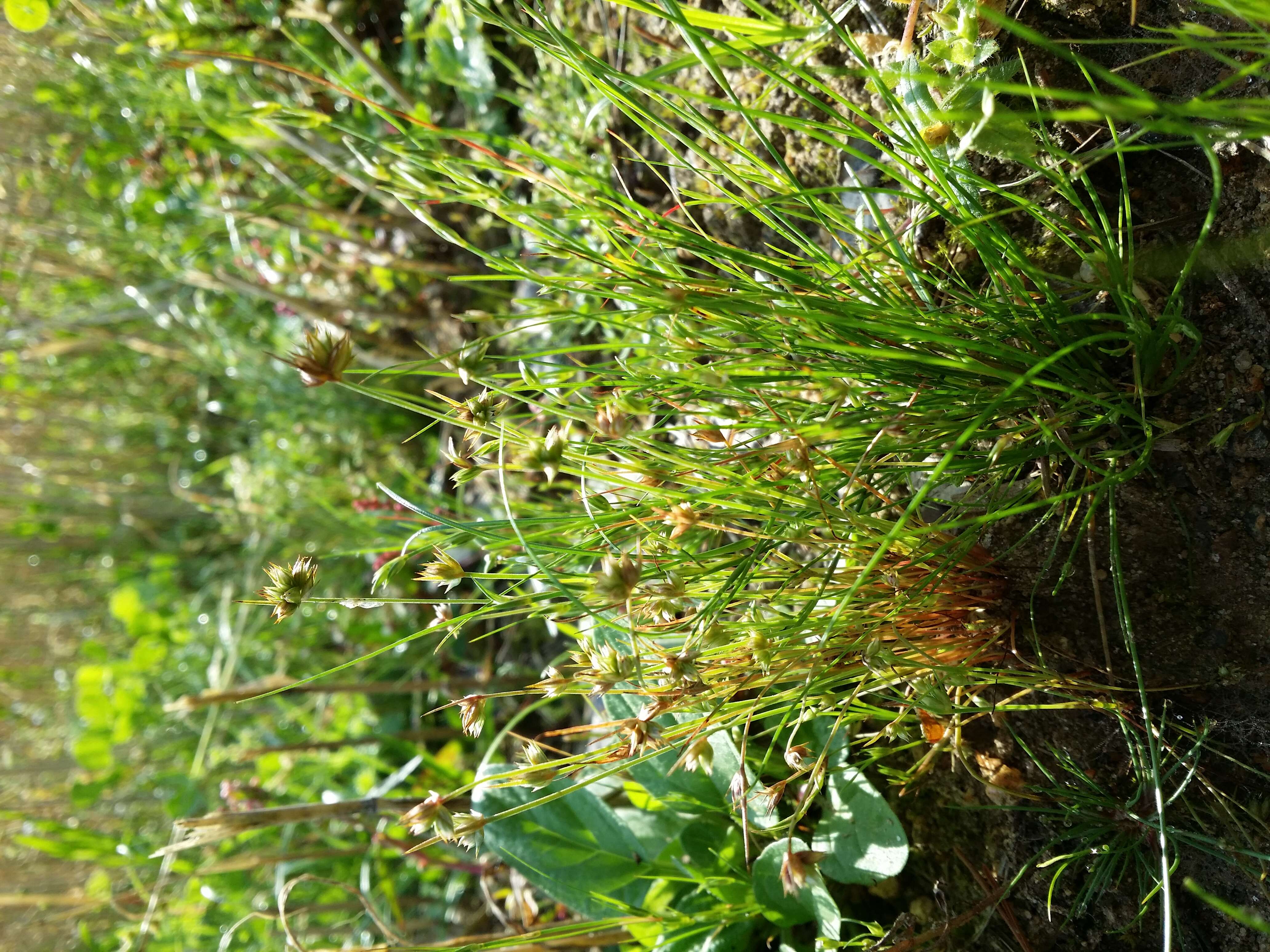 Image of dwarf rush