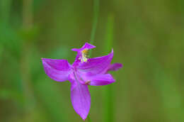 Image of tuberous grasspink