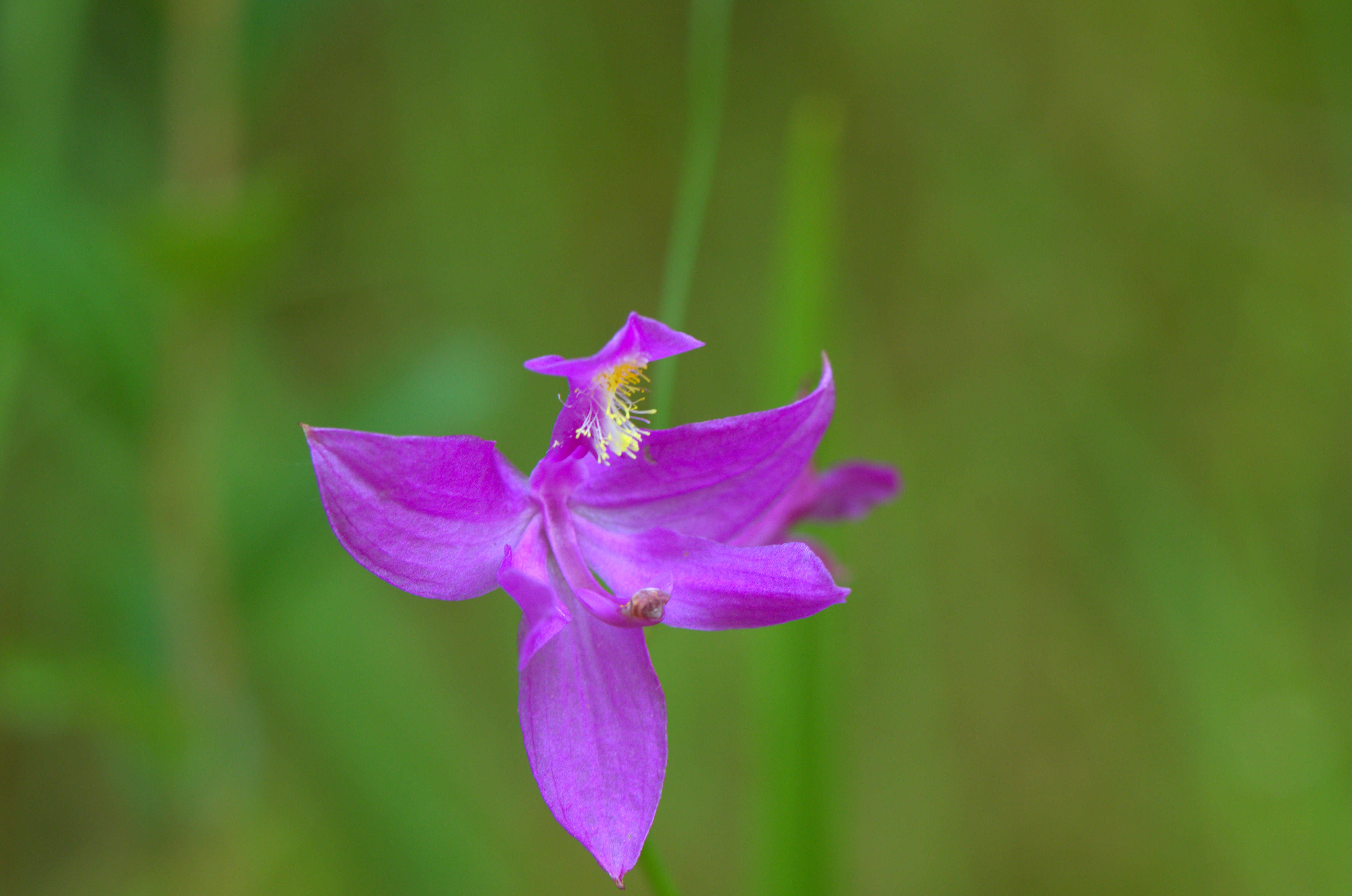 Image of tuberous grasspink