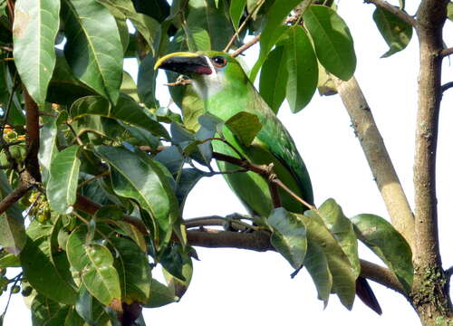 Image of Greyish-throated Toucanet