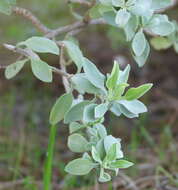 Salvia aurea L. resmi