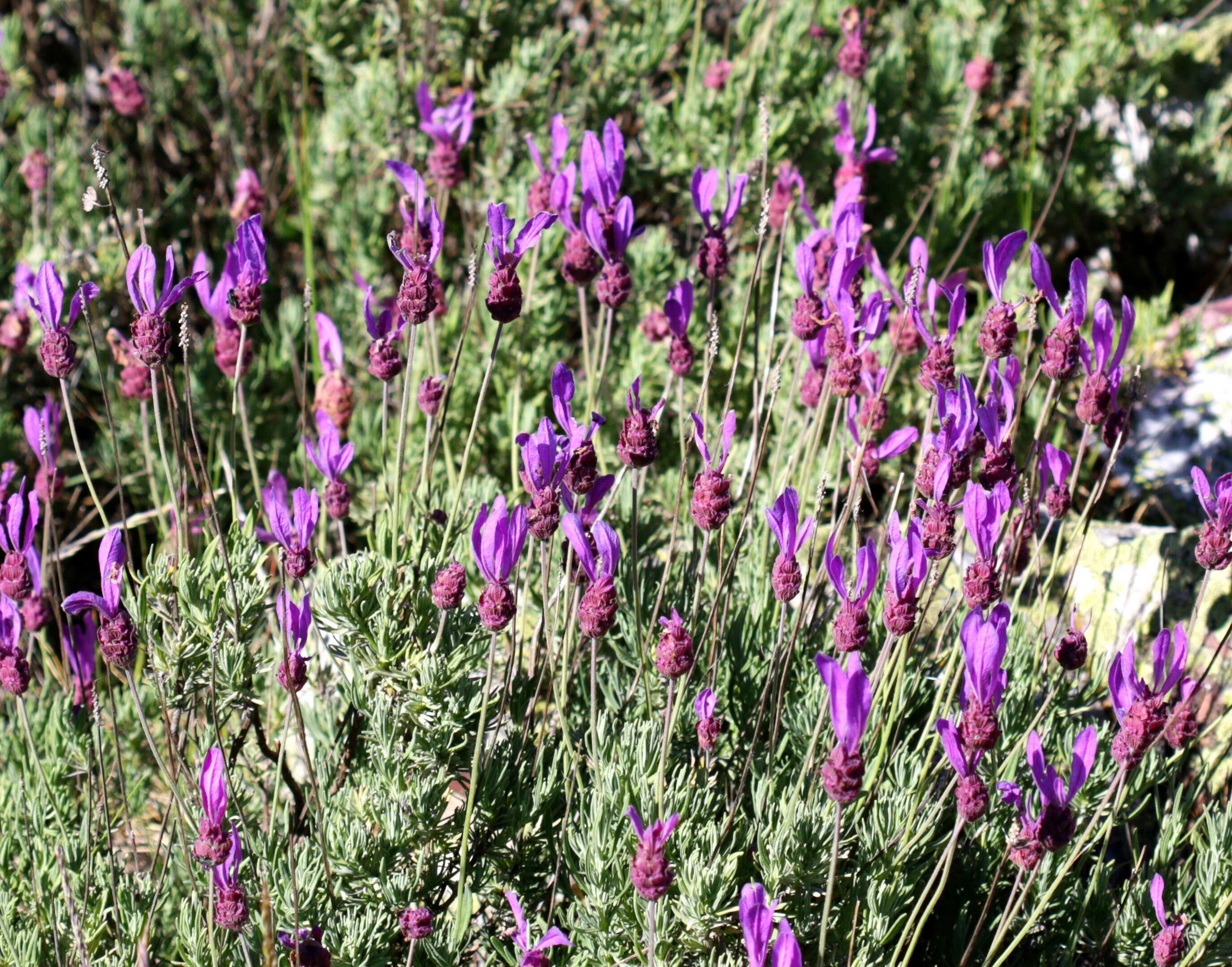 Imagem de Lavandula pedunculata (Mill.) Cav.