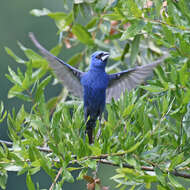 Image of Blue Grosbeak