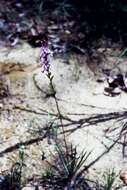 Image de Stylidium graminifolium Sw. ex Willd.