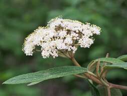 Plancia ëd Viburnum rhytidophyllum Hemsl. ex Forb. & Hemsl.