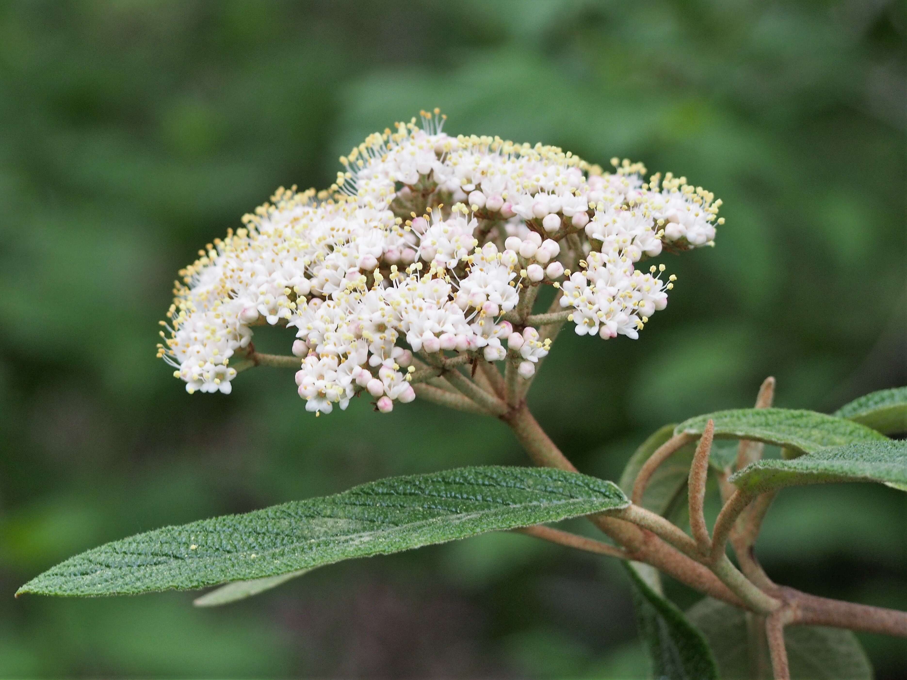 Plancia ëd Viburnum rhytidophyllum Hemsl. ex Forb. & Hemsl.