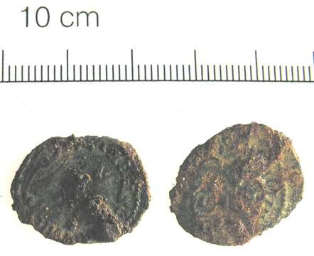 Image of Carausius