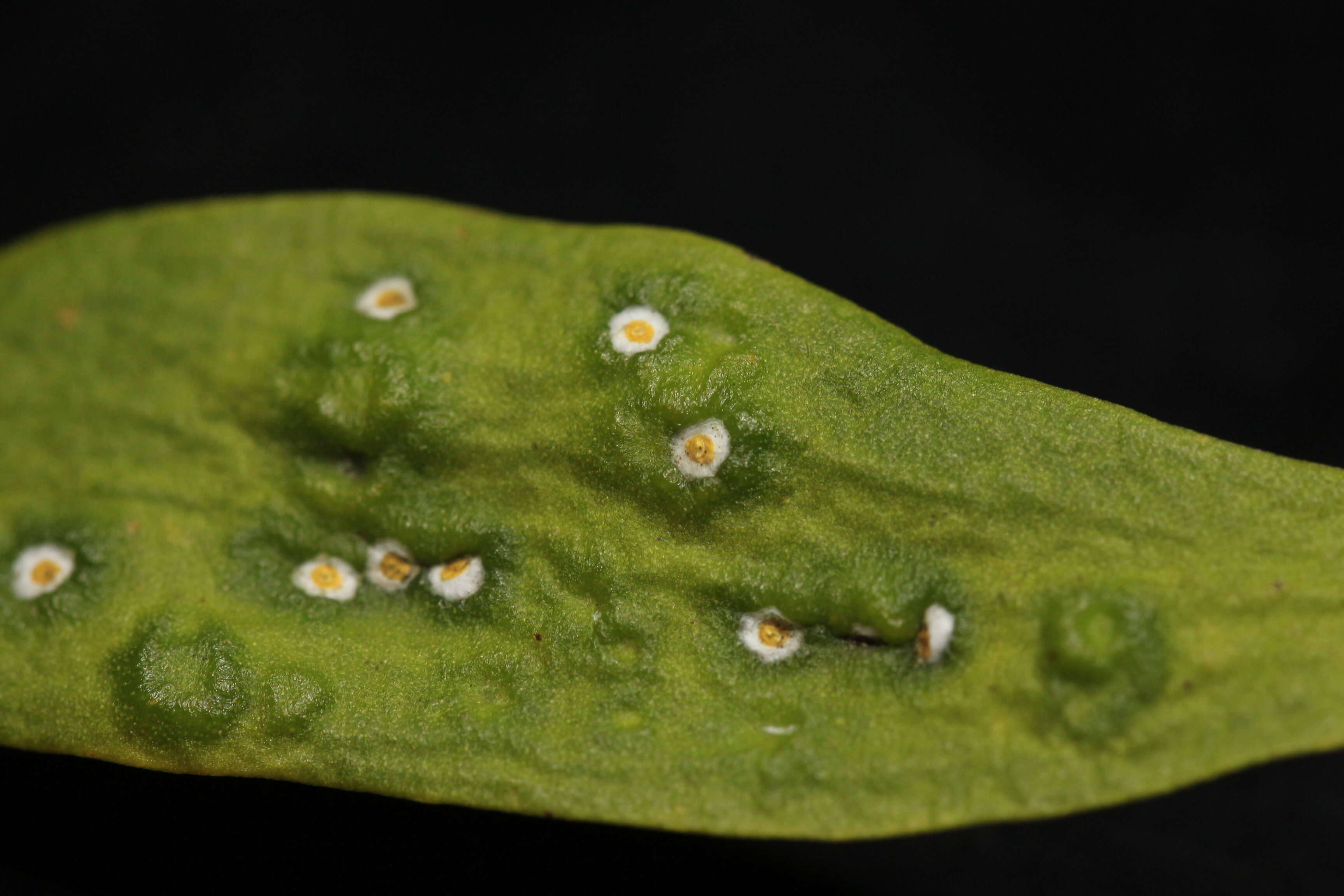 Image of armored scale insects
