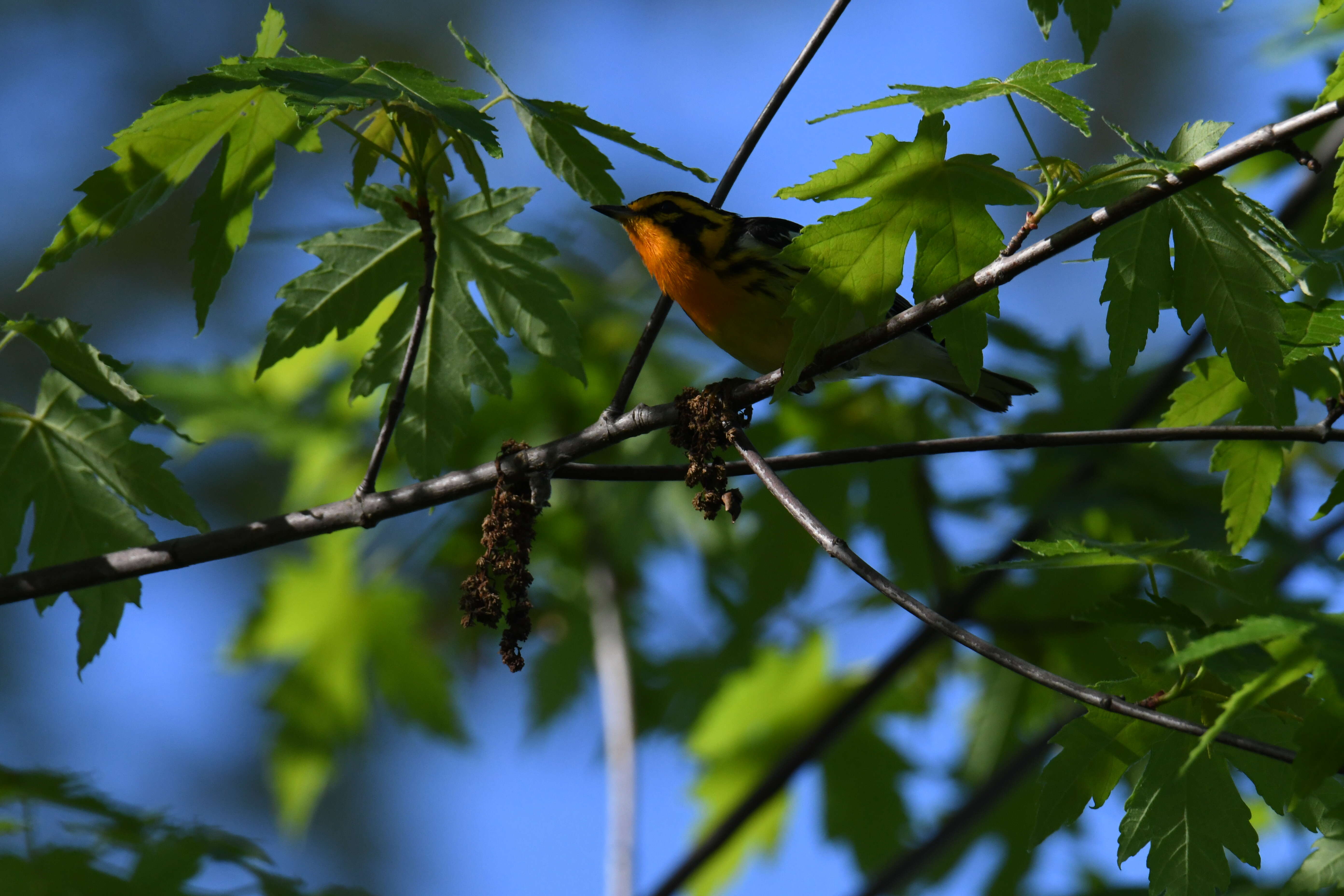 Image of Blackburnian Warbler