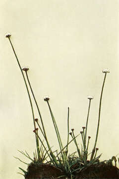 Image of sevenangle pipewort